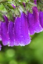 Purple foxglove Digitalis purpurea with mauve flowers with purple spots with dew drops. Amazing flower background,  ÃÂ¡an be used Royalty Free Stock Photo