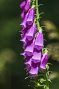 Purple foxglove, digitalis purpurea Royalty Free Stock Photo