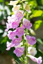 Purple foxglove digitalis purpurea in our garden Royalty Free Stock Photo