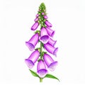 Purple Foxglove Flower Botanical Illustration Royalty Free Stock Photo