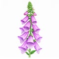 Purple Foxglove Flower Botanical Illustration Royalty Free Stock Photo