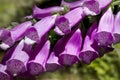 Purple foxglove flower.
