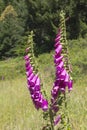Purple foxglove flower. Royalty Free Stock Photo