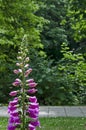 The purple foxglove flower or  Digitalis purpurea in the public garden, Sofia Royalty Free Stock Photo