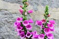 The purple foxglove flower in the garden Royalty Free Stock Photo