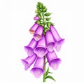 Purple Foxglove Flower Illustration Royalty Free Stock Photo