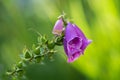 Purple Foxglove flower in the summer garden, isolated over a green blurred background. Flower is illuminated by the sun. Gardening Royalty Free Stock Photo