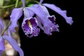 Purple Foxglove flowers on black background Royalty Free Stock Photo