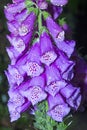 Raindrops on petals of foxglove flowers in Manchester, Connecticut Royalty Free Stock Photo