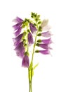 Purple foxglove flowers isolated on white background Royalty Free Stock Photo