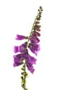 Purple foxglove flowers isolated on white background Royalty Free Stock Photo