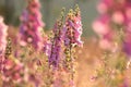 purple foxglove on the meadow at sunrise close up of fresh blooming digitalis purpurea growing a backlit by rising sun july poland Royalty Free Stock Photo