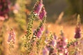 purple foxglove on the meadow at sunrise close up of fresh blooming digitalis purpurea growing a backlit by rising sun july poland Royalty Free Stock Photo