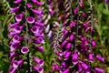 Purple foxgloves in the wild