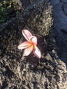 Purple frangipani flowers on stonePurple frangipani flowers on a large rock