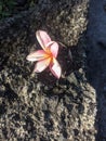 Purple frangipani flowers on a stonePurple frangipani flowers on the stone