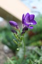 Purple freesia Royalty Free Stock Photo