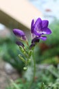 Purple freesia