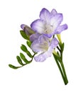 Purple freesia flower and buds isolated Royalty Free Stock Photo