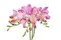 Purple freesia flowers Royalty Free Stock Photo