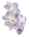 Purple freesia flowers isolated Royalty Free Stock Photo