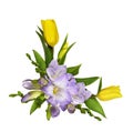 Purple freesia flowers and yellow tulips in a corner floral arrangement isolated on white Royalty Free Stock Photo