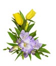 Purple freesia flowers and yellow tulips in a corner floral arrangement isolated on white Royalty Free Stock Photo