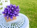 Purple French lavender in a rattan basket, on a white wrought iron round chair.