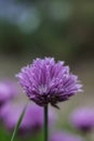 a purple Fresh Chives flower herb Royalty Free Stock Photo