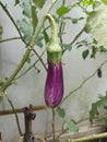The purple fresh eggplant fruit Royalty Free Stock Photo