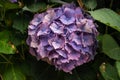 Purple Fresh Hydrangea