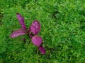 Purple Fresh Leaves Between Many Green Grass