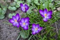 Purple fresh many croci flowers Royalty Free Stock Photo