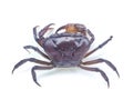 Purple freshwater river crab isolated on white background Royalty Free Stock Photo
