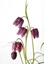 Purple Fritillaria meleagris on White Background