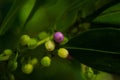 Purple fruit amidst a sea of green. Photo of tiny fruits on a branch