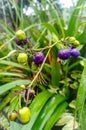 the purple fruit is exposed to raindrops in the morning