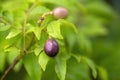 Purple fruits of the Curry leaves plant Kadi Patta Royalty Free Stock Photo