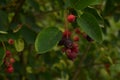 Close up of red and pink berries of the plant shadbush or juneberry or Amelanchier