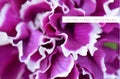 Purple fuchsia floral vector backgroung. Floral Romantic Flower background concept for design.