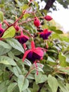 purple fuchsia indoor flower