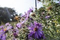 New england aster plants in a garden meadow with a honey bee flying to it`s purple flowers with pollen sacks on it`s hine legs