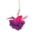 Purple fuchsia on white Royalty Free Stock Photo