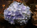 Purple full bloom French hydrangea flower plant Royalty Free Stock Photo