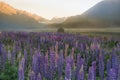 Purple full bloom lupine flower with mountain background Royalty Free Stock Photo