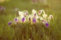 Purple furry flower in the rays of the setting sun Royalty Free Stock Photo