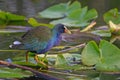 Purple gallinule Royalty Free Stock Photo