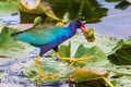 Purple Gallinule Royalty Free Stock Photo