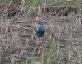 Purple gallinule African swamphen stood in reeds of river marshland Royalty Free Stock Photo