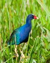 Purple Gallinule Bird